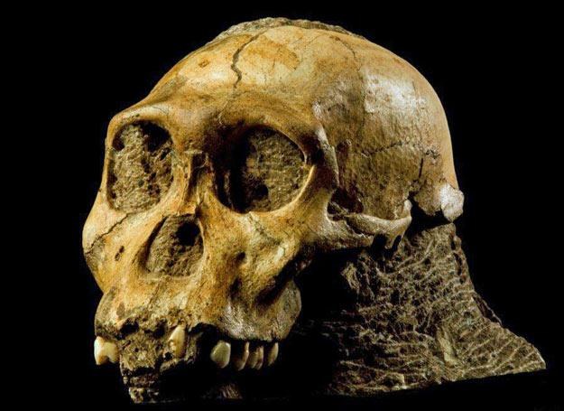Australopithecus sediba - czaszka_fot. Brett Eloff.The University of Witwatersand /