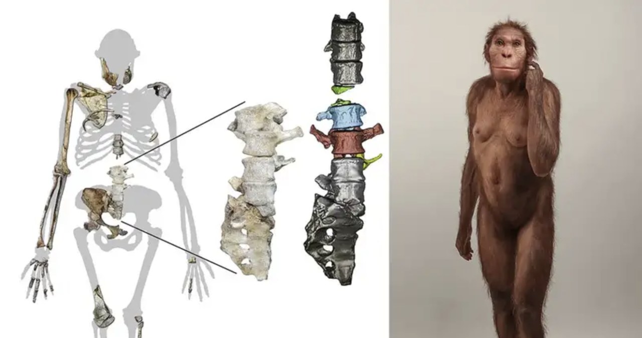 Australopithecus sediba odkrywa kolejne tajemnice /materiały prasowe