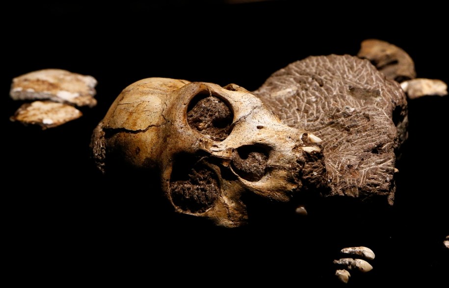 Australopithecus sediba /LARRY W. SMITH /PAP/EPA
