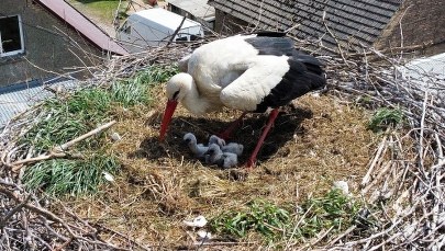 ​Auto uderzyło w słup z bocianim gniazdem, wypadło pisklę