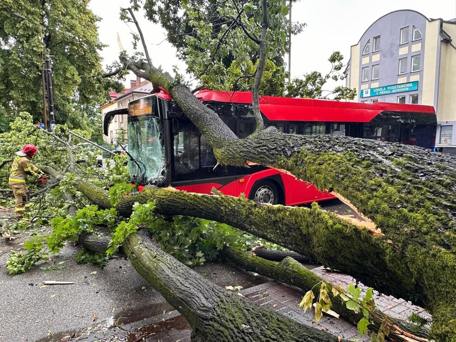 Autobus uszkodzony przez powalone drzewo /Komenda Powiatowa PSP w Żywcu /Państwowa Straż Pożarna