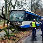Autobus wbił się w drzewo. Pasażerom nic się nie stało