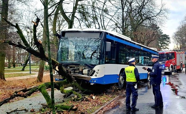 Autobus wbił się w drzewo. Pasażerom nic się nie stało