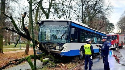 Autobus wbił się w drzewo. Pasażerom nic się nie stało