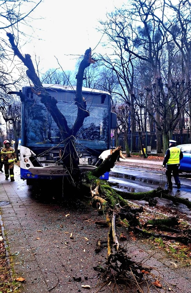 Autobus wjechał w drzewo /KMP Sopot /Materiały prasowe