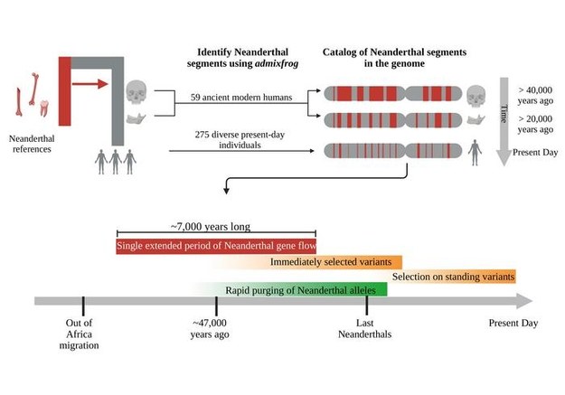 Autorzy badali fragmenty neandertalskiego DNA u 300 osób, w tym 59-ciu żyjących 2-45 tysięcy lat temu /© Leonardo Iasi et al., Science (2024) /Materiały prasowe