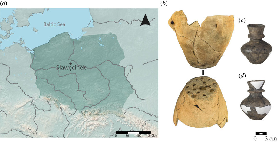 Autorzy badali pozostałości nabiału na naczyniach ceramicznych znalezionych w Sławęcinku /© 2023 The Authors. /Materiały prasowe