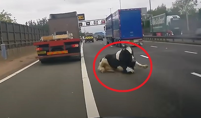 Autostrada M6, na którą wypadły krowy, zablokowana była w obu kierunkach przez 1,5 h / fot. YouTube/The Independent /