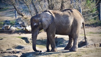 Awantura o śmierć słonicy Kingi. Radna PiS atakuje