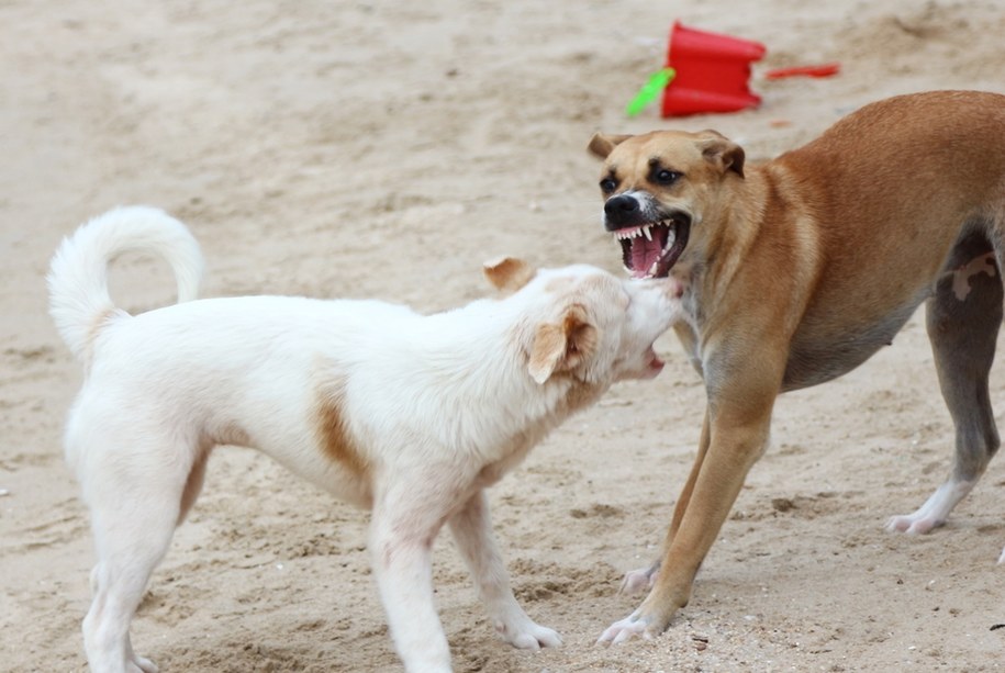 Aż 90 proc. przypadków wścieklizny u ludzi spowodowanych jest ugryzieniem psa /Shutterstock