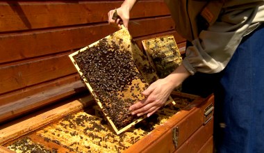 Aż trudno uwierzyć, że są do tego zdolne. Rozmawiają zapachem i... tańcem