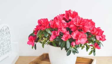 Azalia potrzebuje teraz twojej opieki. Zrób to, a bez problemu przetrwa zimę 