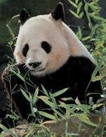 Azja: Panda /Encyklopedia Internautica