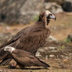 kot Azjatycki kraj usuwa z listy chronione zwierzęta. Zaskakująca decyzja