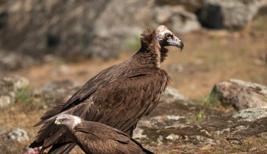 Azjatycki kraj usuwa z listy chronione zwierzęta. Zaskakująca decyzja