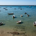 Azjatyckie algi na plażach Hiszpanii. Kolonizują całe wybrzeże
