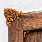 Azjatyckie biedronki w europejskim kraju. To już prawdziwy nalot