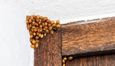 Azjatyckie biedronki w europejskim kraju. To już prawdziwy nalot