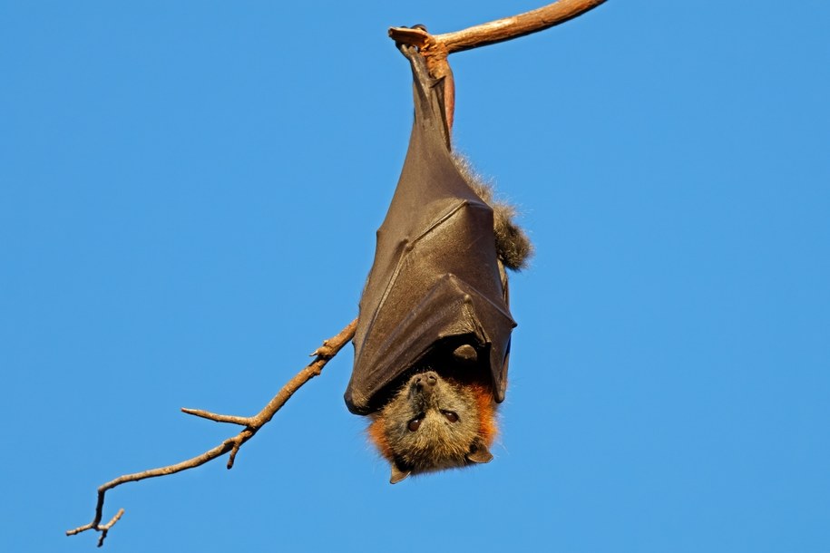 Azjatyckie kraje wprowadzają kontrole sanitarne po wykryciu ogniska wirusa Nipah, przenoszonego przez nietoperze /Shutterstock