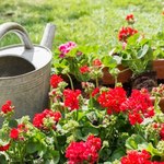 Babcia gotuje obiad, a potem podlewa tym pelargonie. Ma ogród pełen kwiatów 