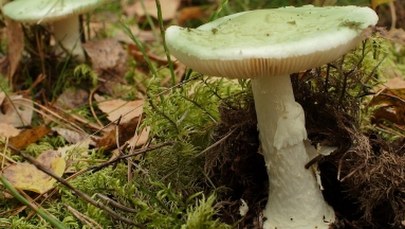 Babcia i wnuczka zatruły się muchomorem sromotnikowym