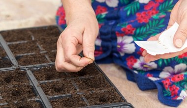 Babcia robi to z nasionami przed siewem. Ma plony zdrowe, jak nikt 
