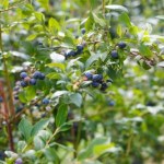 Babcia w marcu zakopuje to pod borówką. Latem krzaki uginają się od owoców 