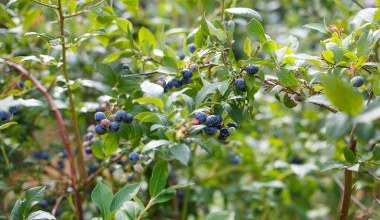 Babcia w marcu zakopuje to pod borówką. Latem krzaki uginają się od owoców 