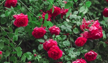 Babcia zakopuje je pod różami. Wiosną krzewy toną w kwiatach