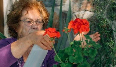 Babcia zawsze wkłada to do doniczek. Roślin zazdroszczą jej wszystkie sąsiadki