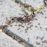 Babciny patent na mrówki. Ustaw wokół domu, a będą trzymać się z daleka