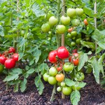 Babciny patent na rekordowe zbiory pomidorów. Ekspresowe działanie trzech składników