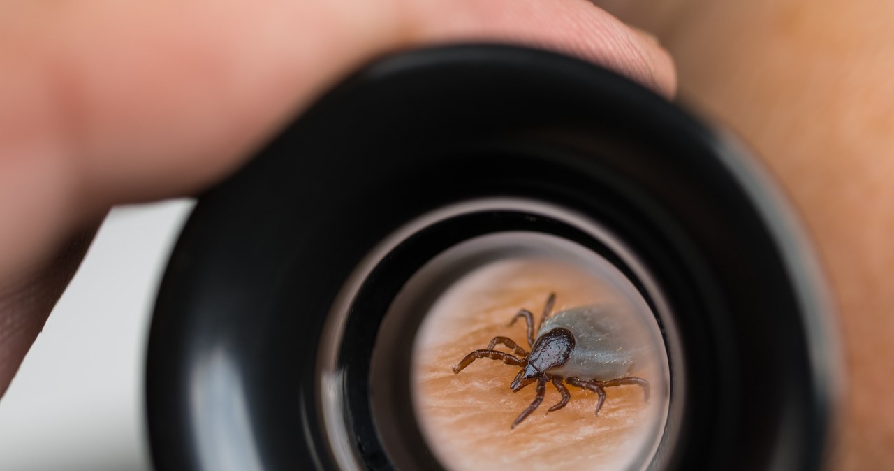 Babeszjoza najczęściej przebiega bezobjawowo, ale może dawać też objawy podobne do malarii /123RF/PICSEL