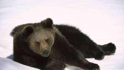 Babiogórski miś wciąż nie chce spać