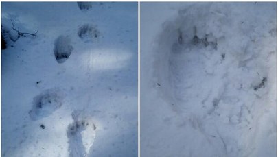 Babiogórski niedźwiedź już buszuje po górach. "Ratownik zobaczył tylko jego zad"