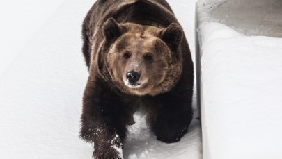 Babiogórski niedźwiedź nie śpi i buszuje w górach. Sfotografowano jego ślad