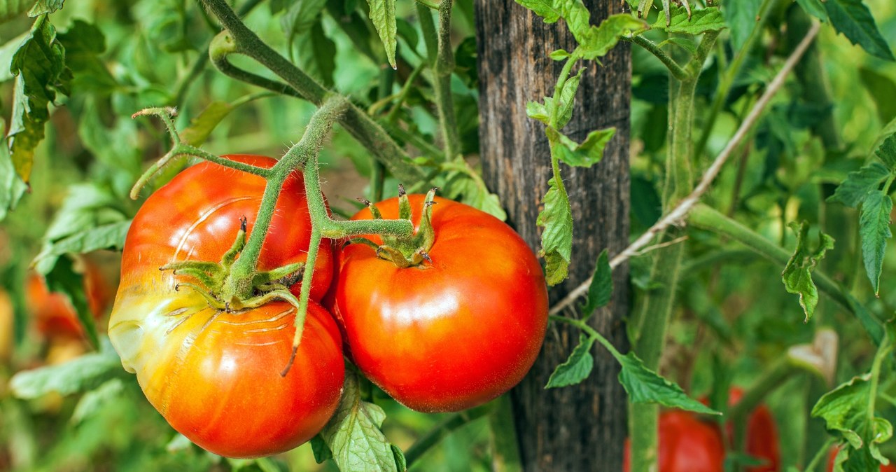 Bąble na liściach pomidorów? Dowiedz się, jaka może być ich przyczyna. /Pixel