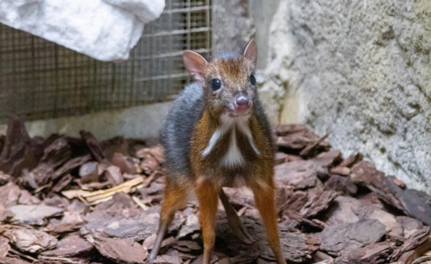 ​Baby boom w stołecznym zoo! "Mamy więcej pracy, ale też więcej radości"