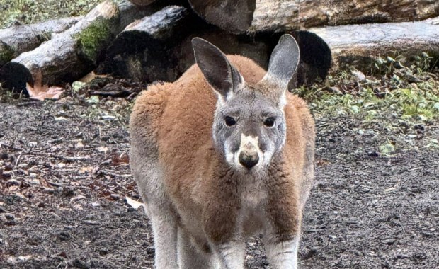 Baby boom w warszawskim zoo. To rzadkość 