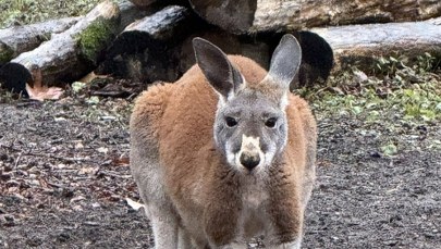 Baby boom w warszawskim zoo. To rzadkość 