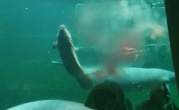 Baby boom we wrocławskim ZOO. Na świat przyszedł tam drugi w tym roku manat!