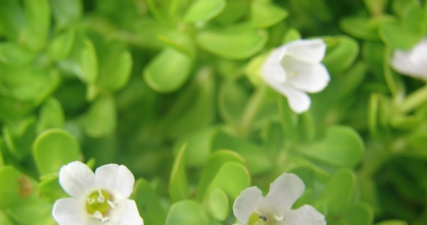 Bacopa /© Photogenica