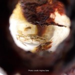 plastik Badacze byli w szoku. Utknął w butelce i żył tak przez dwa miesiące