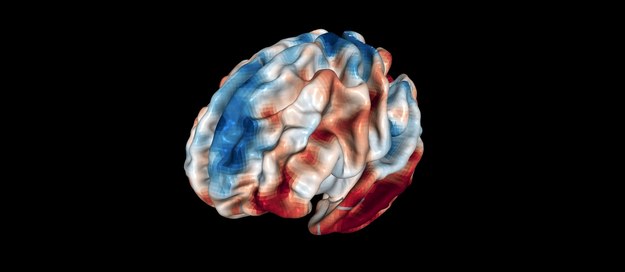 Badacze z SISSA odkryli, jak objętośc pewnego rejonu mózgu wpływa na nasze osądy moralne /Indrajeet Patil /materiały prasowe