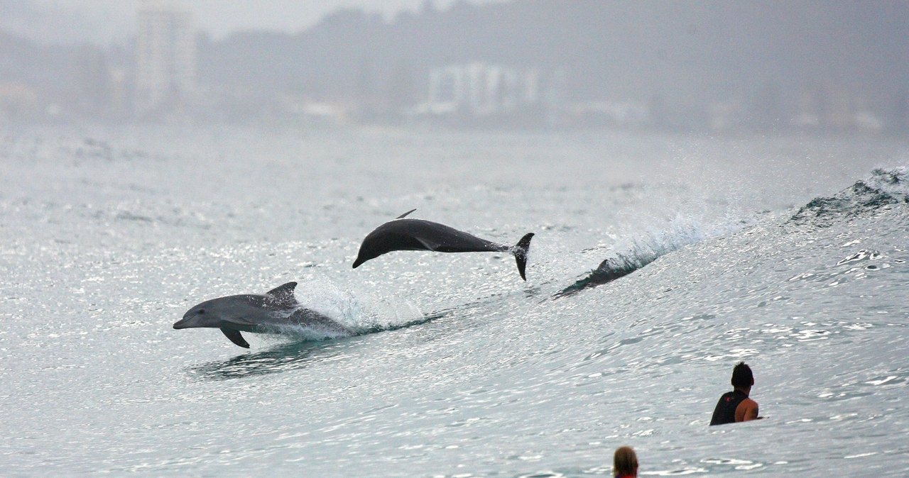 Badania delfinów mogą przyczynić się także do przełomu w zrozumieniu sposobu komunikowania się waleni /Andia / Contributor /Getty Images