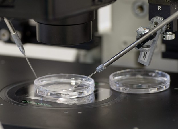 Badania DNA potwierdziły, iż doszło do pomyłki przy wszczepianiu embrionów /Grzegorz Michałowski /PAP