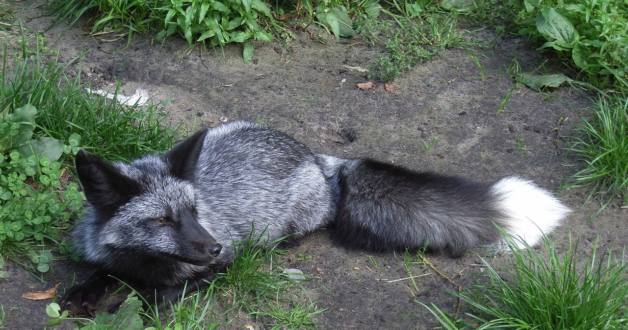 Badania genetyczne potwierdzają, że lisy srebrne należą do rodziny psowatych (Canidae) i są blisko spokrewnione z wilkami. /Zefram - Fotografia własna, CC BY 2.0  /Wikipedia