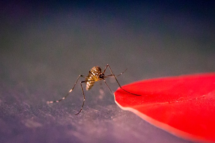 Badania komarów z gatunku Aedes aegypti pokazały, że przyciąga je kolor czerwony /Kiley Riffell /Materiały prasowe