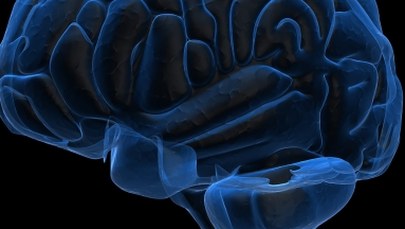 Badania mózgu odsłonią motywy naszego działania