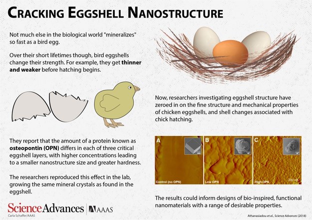 Badania nanostruktury skorupek kurzych jaj /Carla Schaffer/ AAAS /Materiały prasowe
